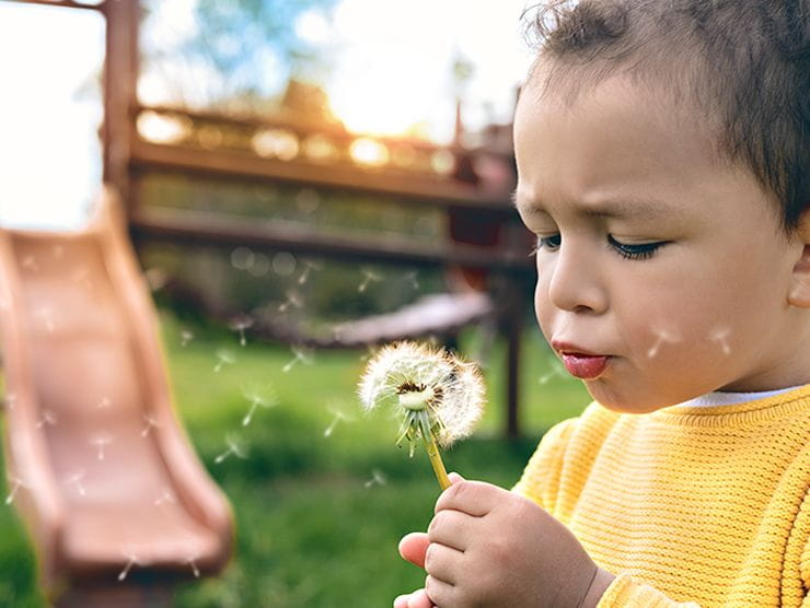 Small child blowing dandelions